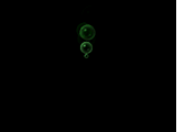 effect animation